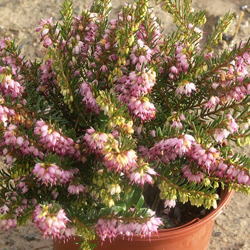 Winterheide 'Ghost Hills'