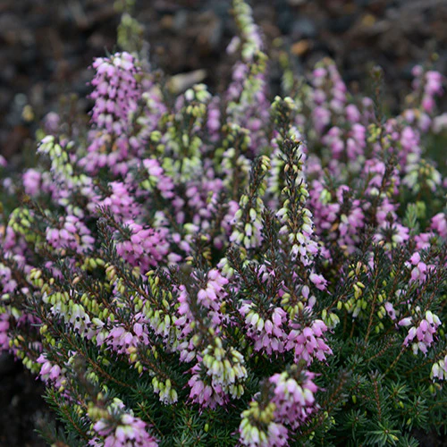 Winterheide 'Lea'