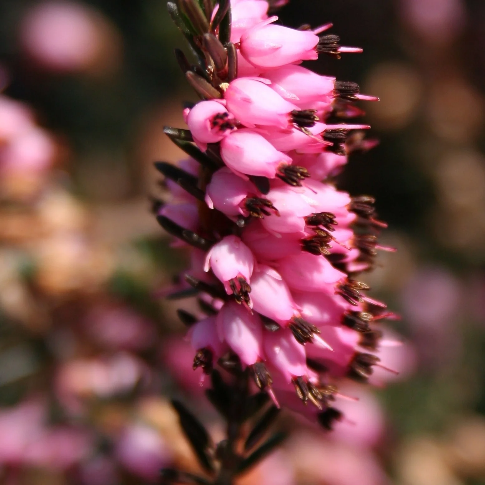 Winterheide - roze (x3) - Image 3