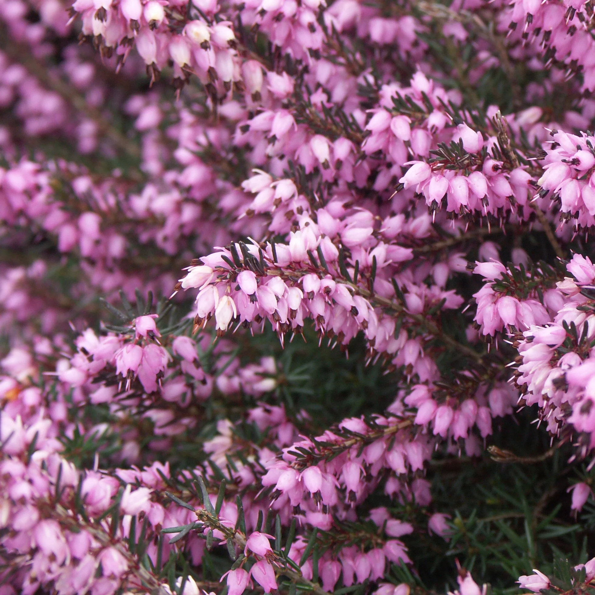 Winterheide - roze (x3) - Image 4