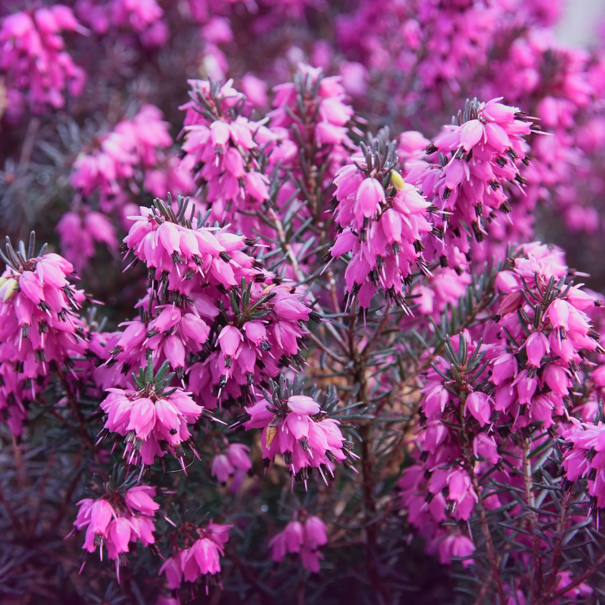 Winterheide 'Winter Belles ® 'Lucie'