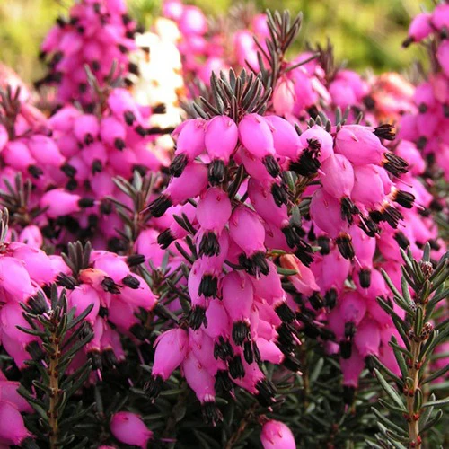 Winterheide 'Winter Belles ® 'Lucie' - Image 3