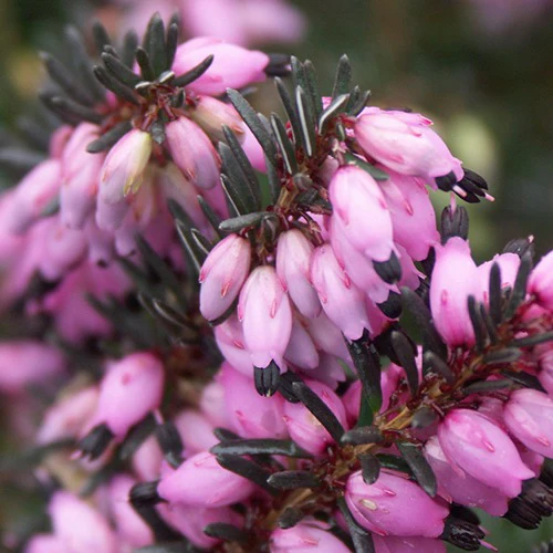 Winterheide 'Winter Belles ® 'Lucie' - Image 4