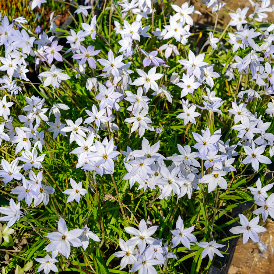 Miniatuur 2