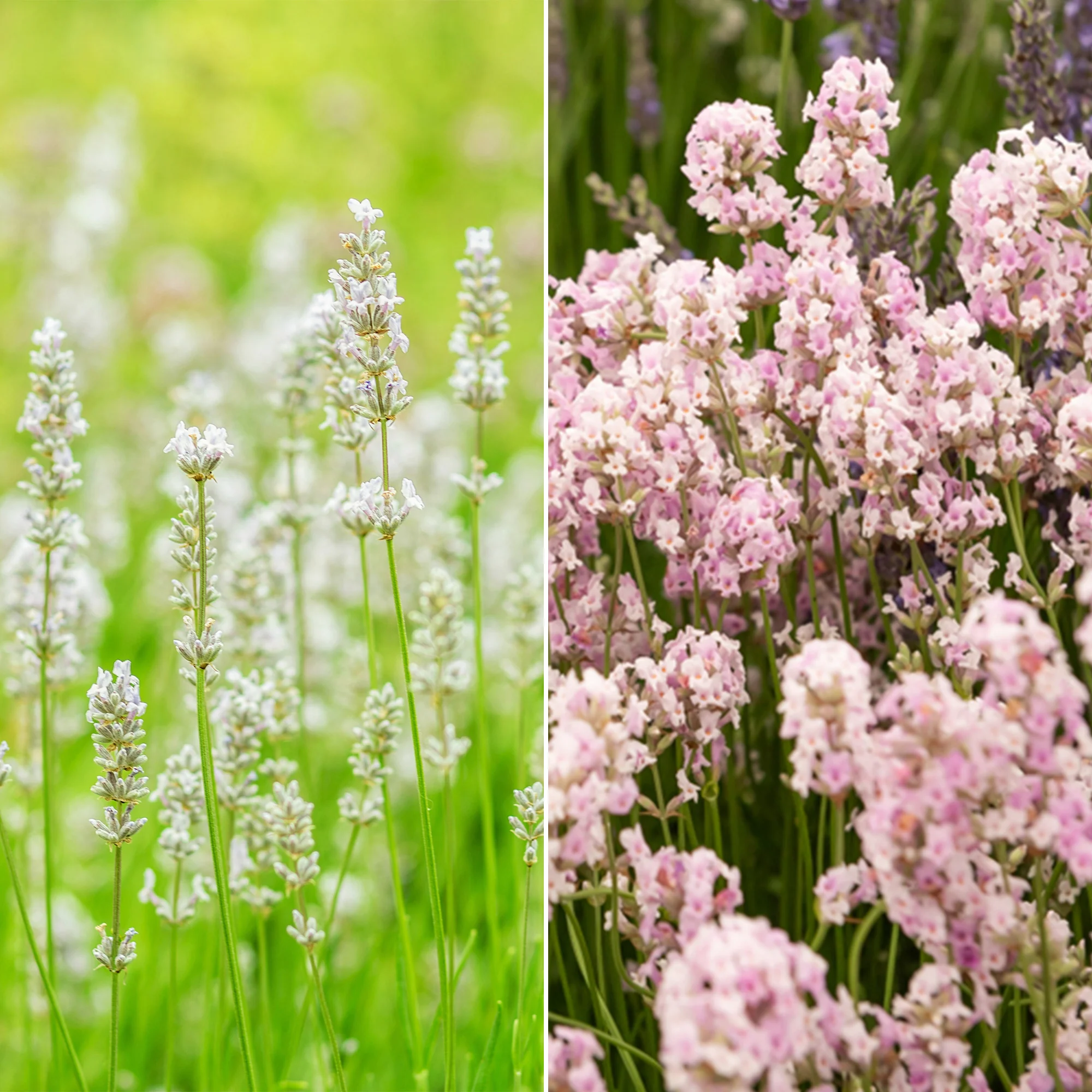 Wit en Roze Lavendel Collectie (x4)