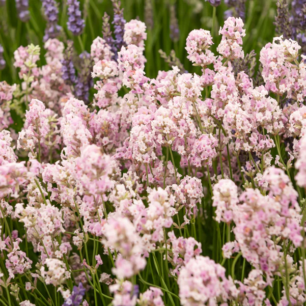Wit en Roze Lavendel Collectie (x4) - Image 3