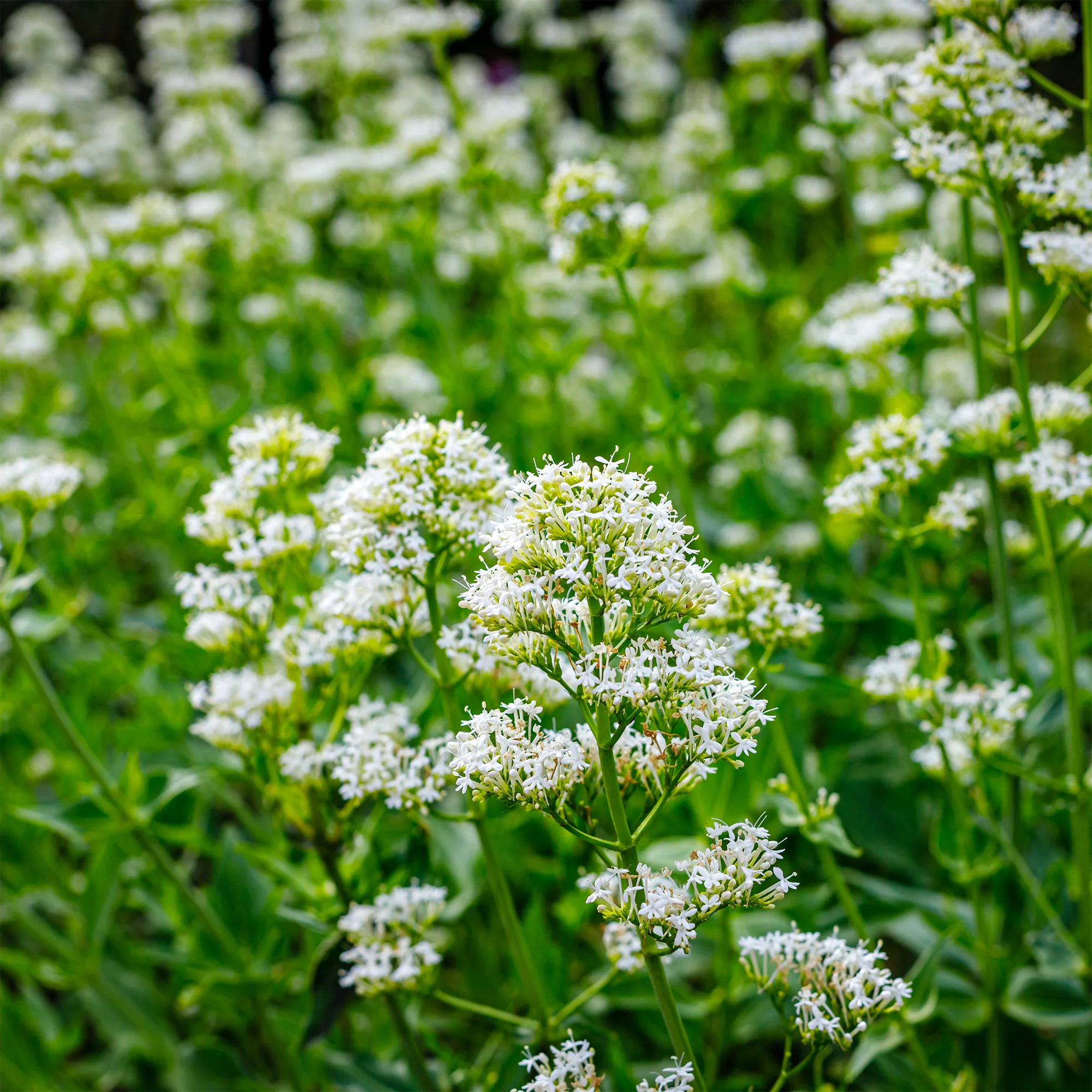 Witte valeriaan 'Albus'