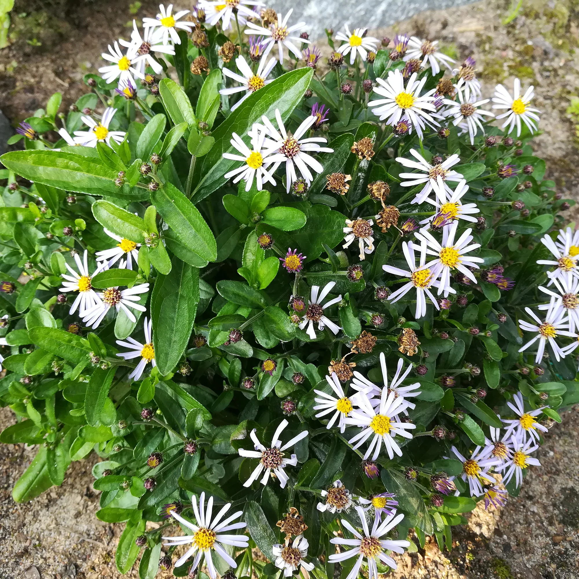 Zomeraster Nana Blue