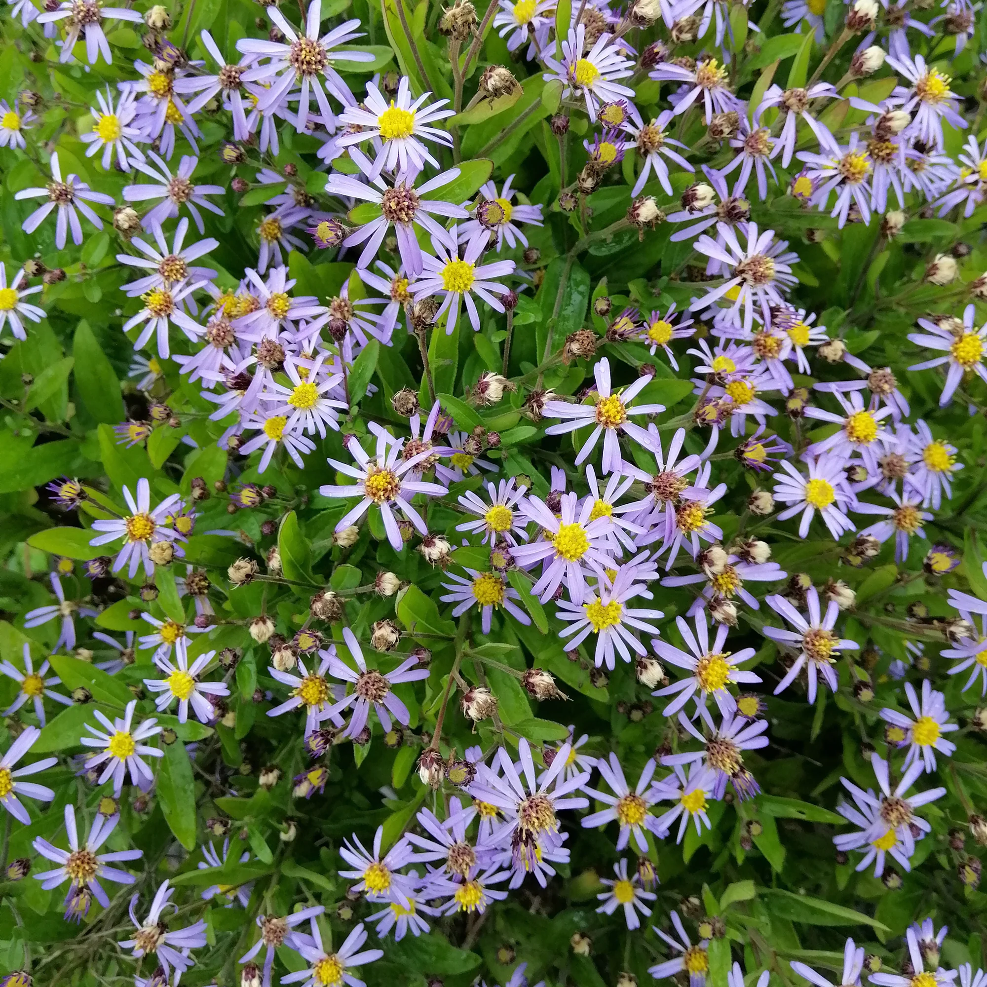Zomeraster Nana Blue - Image 3