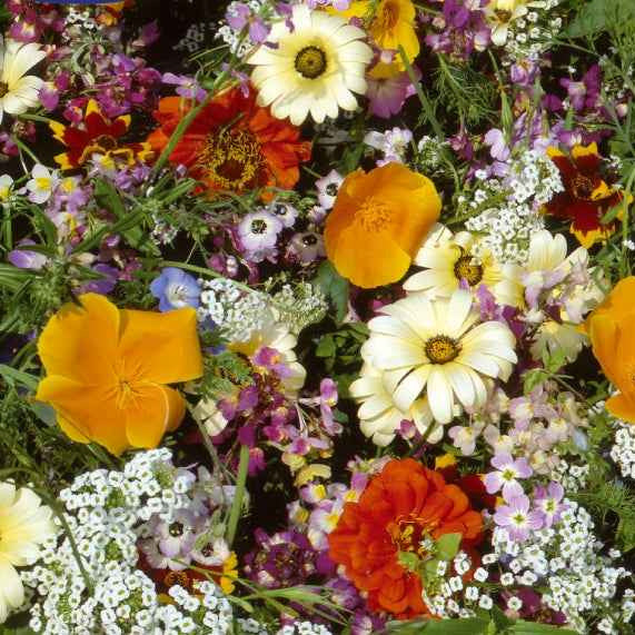 Zomerbloemenmix - eenjarig