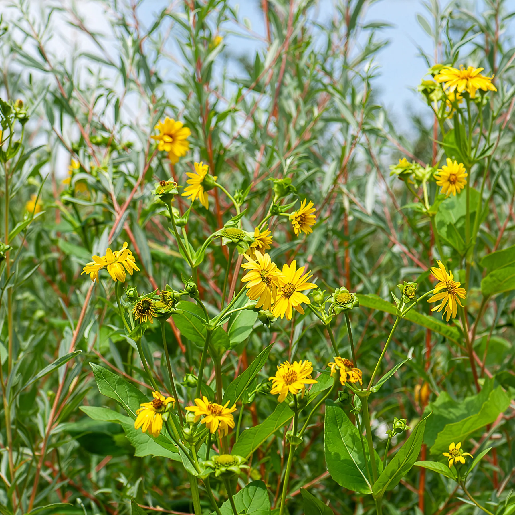 Zonnebloem 'Capenoch Star'