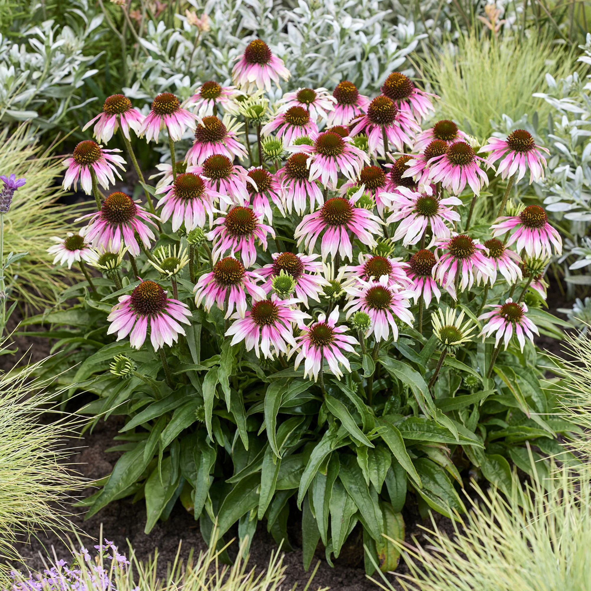 Zonnehoed ' Special White Purple' - Image 2